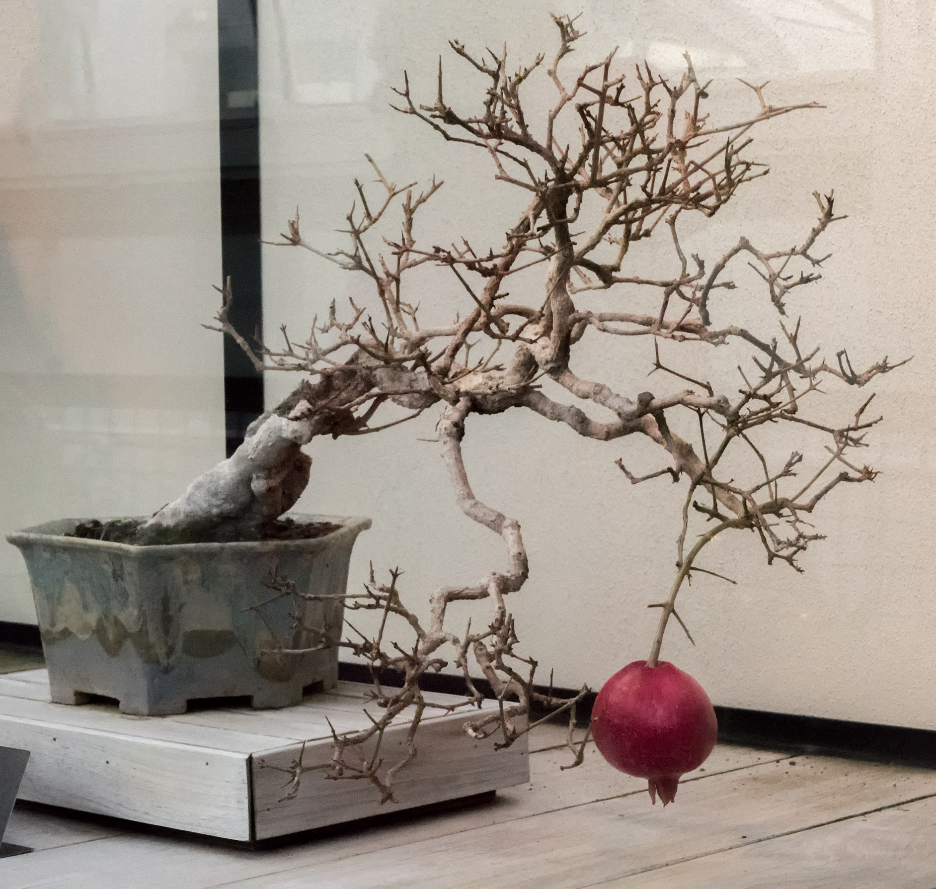 pomegranate bonsai large jpg.jpg